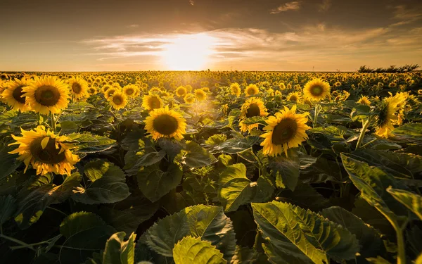 Girasole nel campo — Foto Stock