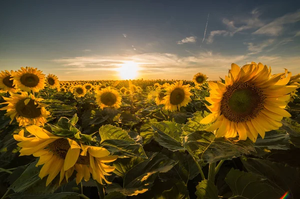 Sunflower in the field — Stock Photo, Image