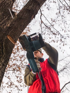 Adam içinde belgili tanımlık yarda bir şube testere ile kesme
