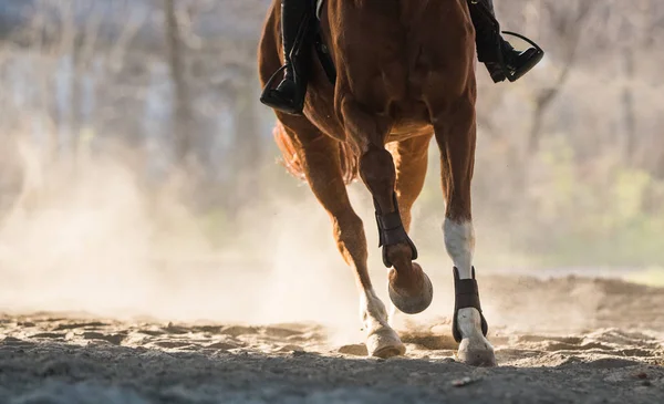 馬の乗馬 — ストック写真