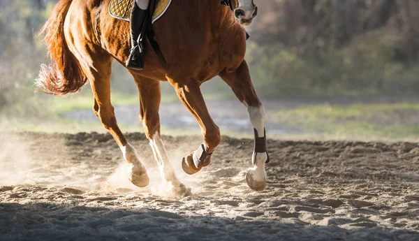 A horse riding — Stock Photo, Image