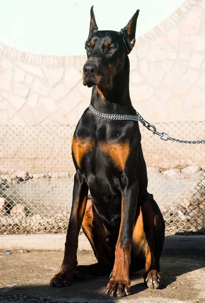 Чистый коричневый доберман чемпион по собакам, сидящий на улице — стоковое фото