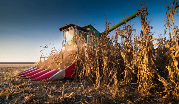 Maszyny do zbioru kukurydzy pola z kombajnem — Zdjęcie stockowe