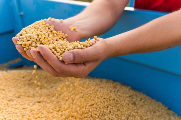 Hands holding soy beans — Stock Photo, Image