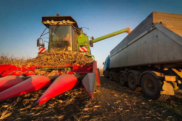 Traktör römorkuna mısır taneleri dökülüyor. — Stok fotoğraf