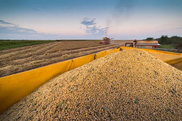 大豆丰收的秋天 — 图库照片