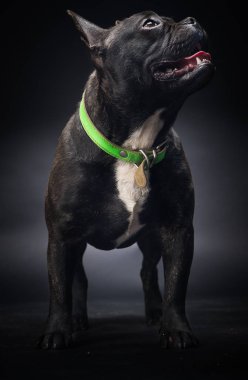  Fransız Bulldog köpek portresi 