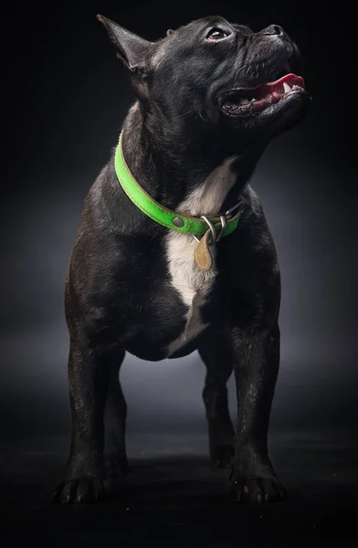 Portrait of French Bulldog Dog — Stock Photo, Image