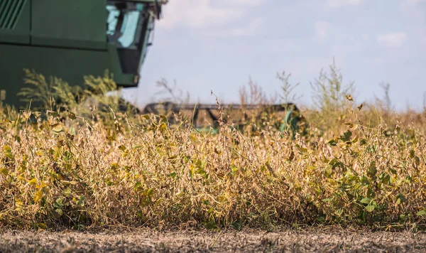 Sojabohnenernte im Herbst — Stockfoto