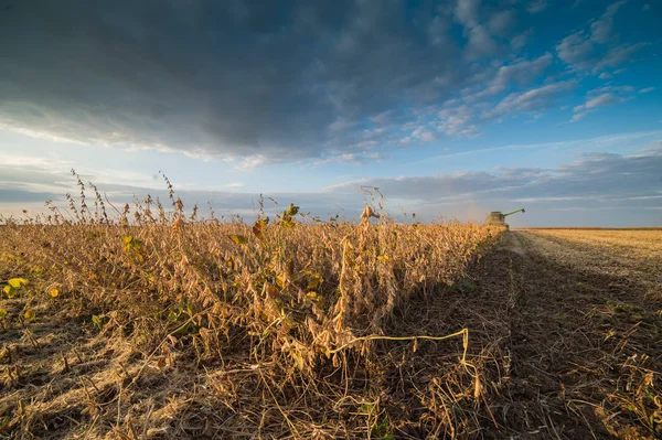 Ripe soybeans in field — Stock Photo, Image