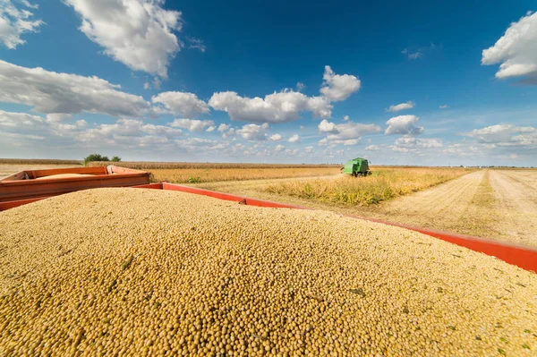 Soybean harvest in field — Stock Photo, Image