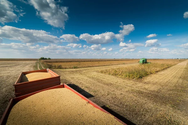 Soja oogst in veld — Stockfoto