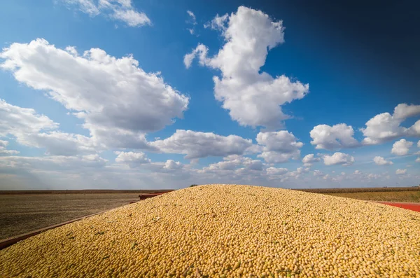 Soybean harvest in sunset — Stock Photo, Image