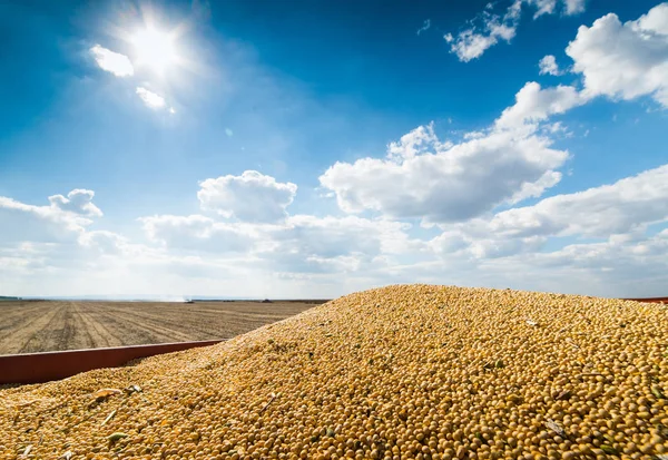 Soybean harvest in sunset — Stock Photo, Image