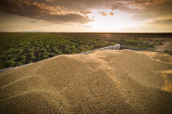 Zbiory soi w zachód słońca — Zdjęcie stockowe