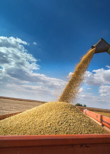 Gieten van soja in trailer — Stockfoto