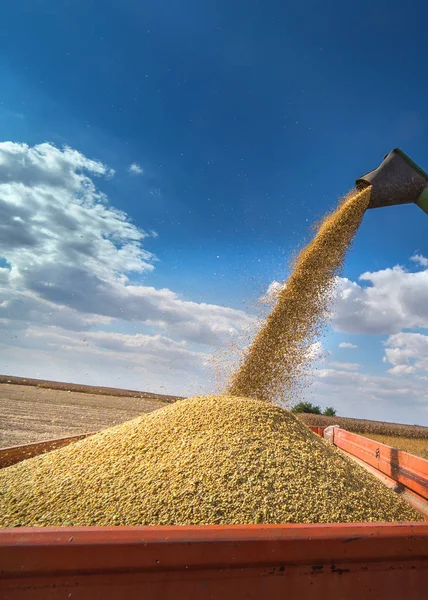 Soya römork dökme — Stok fotoğraf