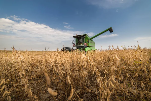 Harvesting of soybean field — Stock Photo, Image