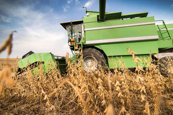 Harvesting of soybean field — Stock Photo, Image