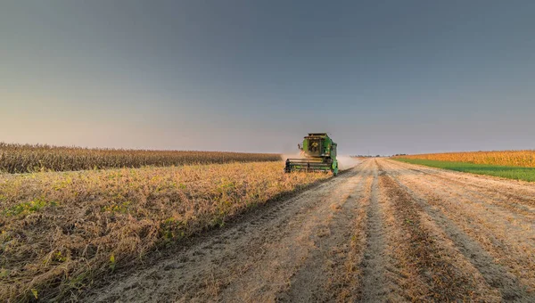 大豆畑の収穫 — ストック写真