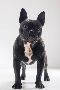  Fransız Bulldog köpek portresi 