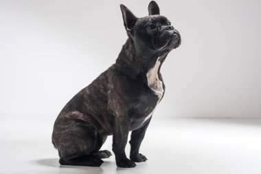  Fransız Bulldog köpek portresi 