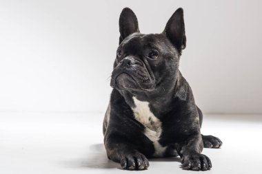  Fransız Bulldog köpek portresi 