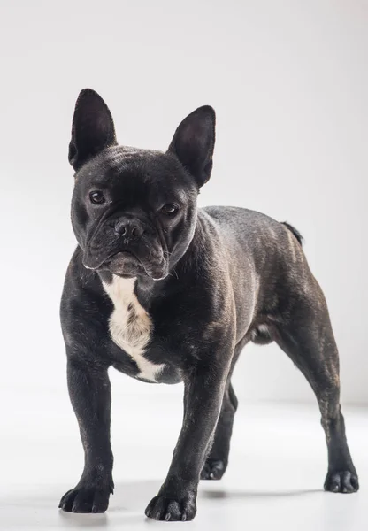 Ritratto di cane bulldog francese — Foto Stock