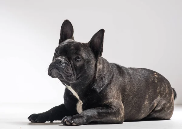 Portrait of French Bulldog Dog — Stock Photo, Image