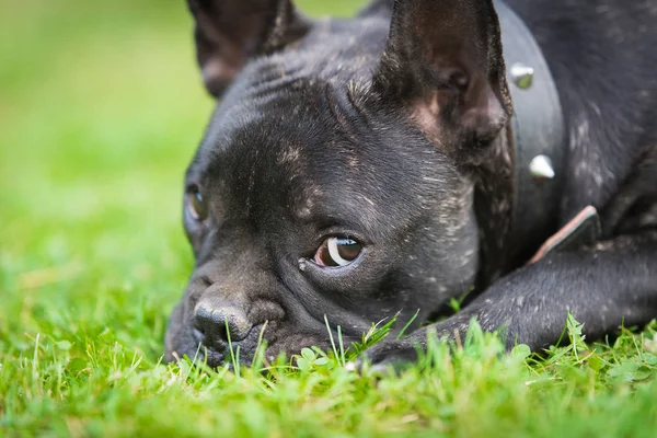 Französische Bulldogge auf dem Rasen — Stockfoto