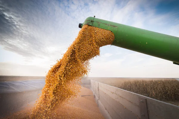 Maiskorn in Traktoranhänger geschüttet — Stockfoto