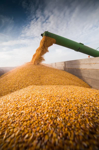 Despejando grãos de milho em reboque trator — Fotografia de Stock