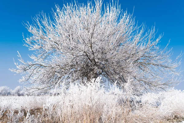 Samotne drzewo zimą — Zdjęcie stockowe