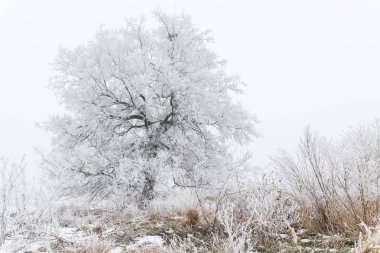 Kışın yalnız ağaç 