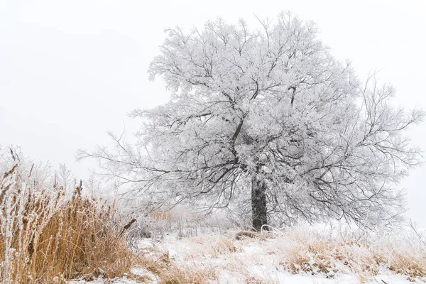 Albero solitario in inverno — Foto Stock