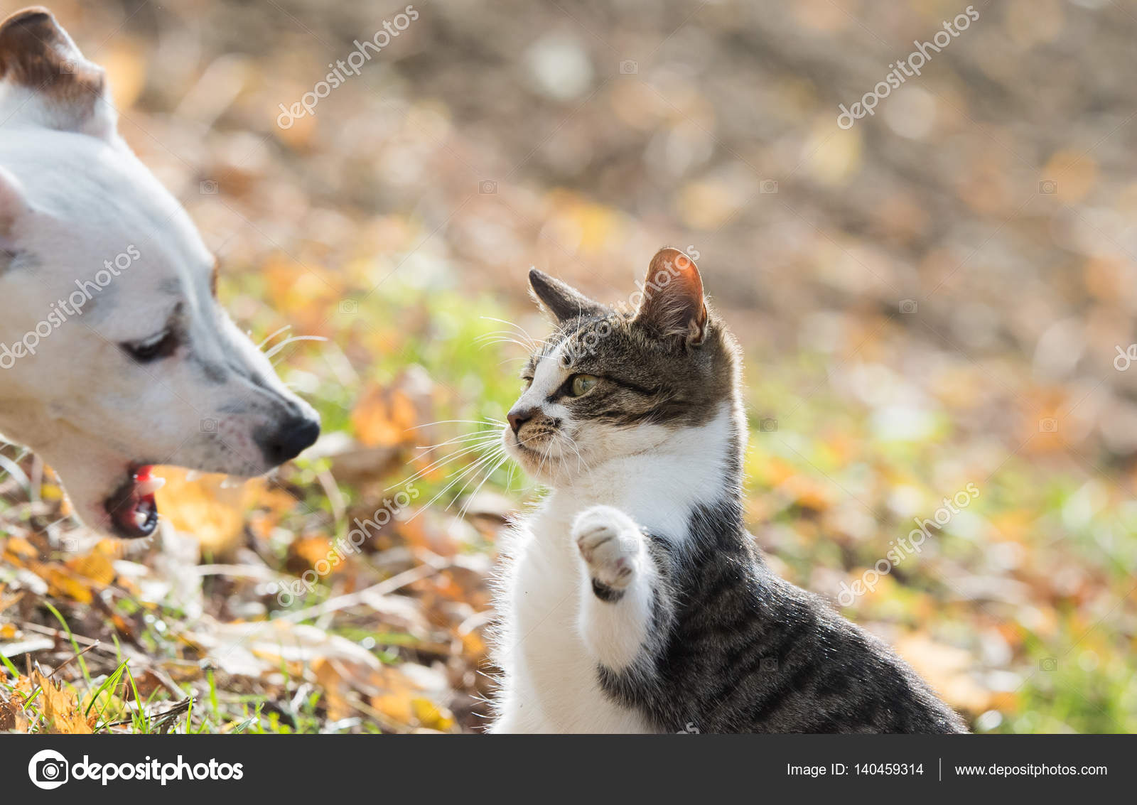 Süße Jack Russel Hund Und Katze Es Best Friends Stockfoto