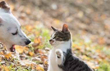 Şirin jack russel köpek ve kedi yavrusu arkadaşlarım