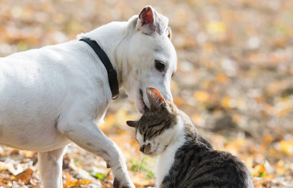 Cute Jack Russel dog and kitten best friends — стоковое фото