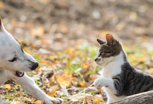 Śliczne jack russel pies i kot przyjaciele — Zdjęcie stockowe