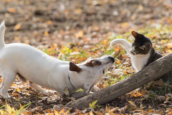 Lindo gato russel perro y gatito mejores amigos —  Fotos de Stock