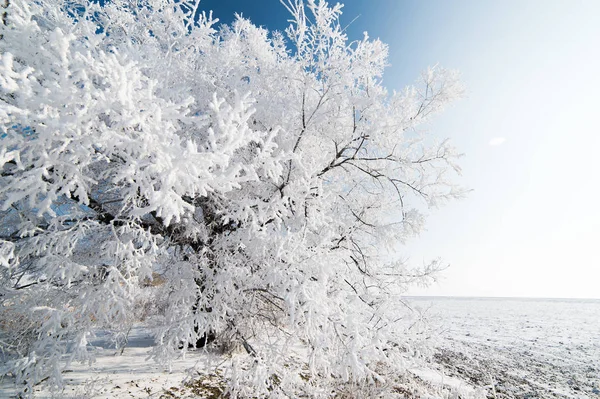 Árvore solitária no inverno — Fotografia de Stock