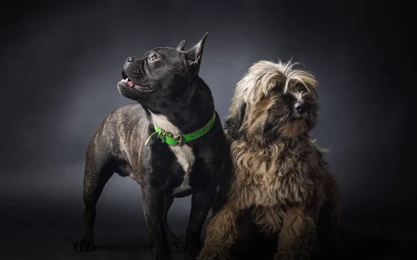 Portrait of French Bulldog Dog and fluffy dog — Stock Photo, Image