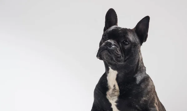 Portrait of French Bulldog Dog — Stock Photo, Image