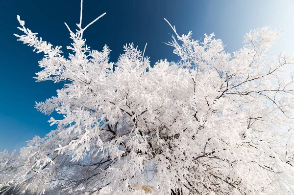 Arbre solitaire en hiver — Photo