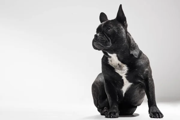 Porträt der französischen Bulldogge — Stockfoto