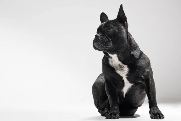 Portrait of French Bulldog Dog — Stock Photo, Image