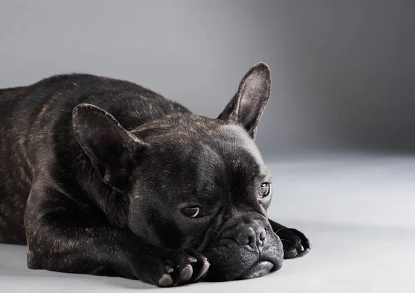 Porträt der französischen Bulldogge — Stockfoto
