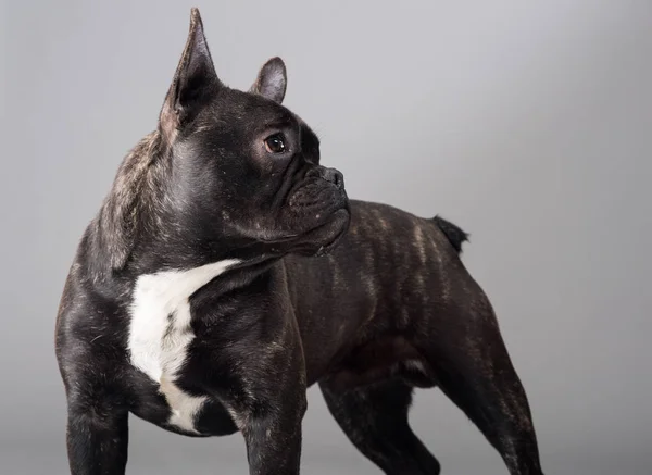 Portrait of French Bulldog Dog — Stock Photo, Image