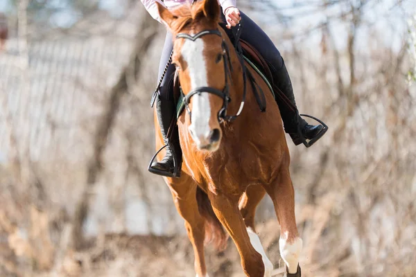 Chica joven montando un caballo — Foto de Stock