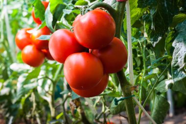 Bahçede hasada hazır olgun domatesler